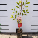 Asimina trojlaločná - Banán severu PAW PAW (Asimina triloba) ´PRIMA 1216®´ - výška 80-100 cm, kont. C3L 